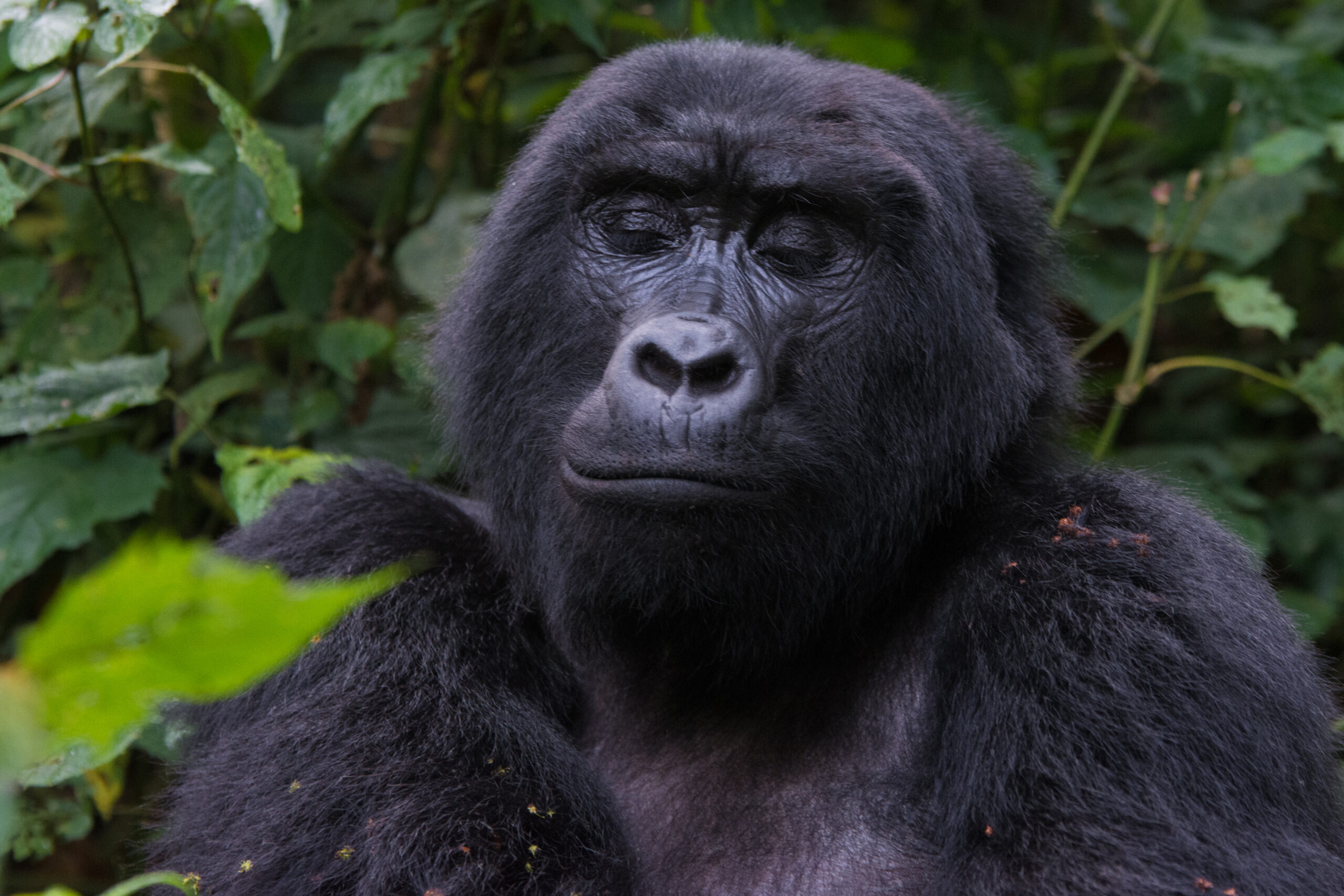 4 Days Fly gorilla safari in Uganda Safari