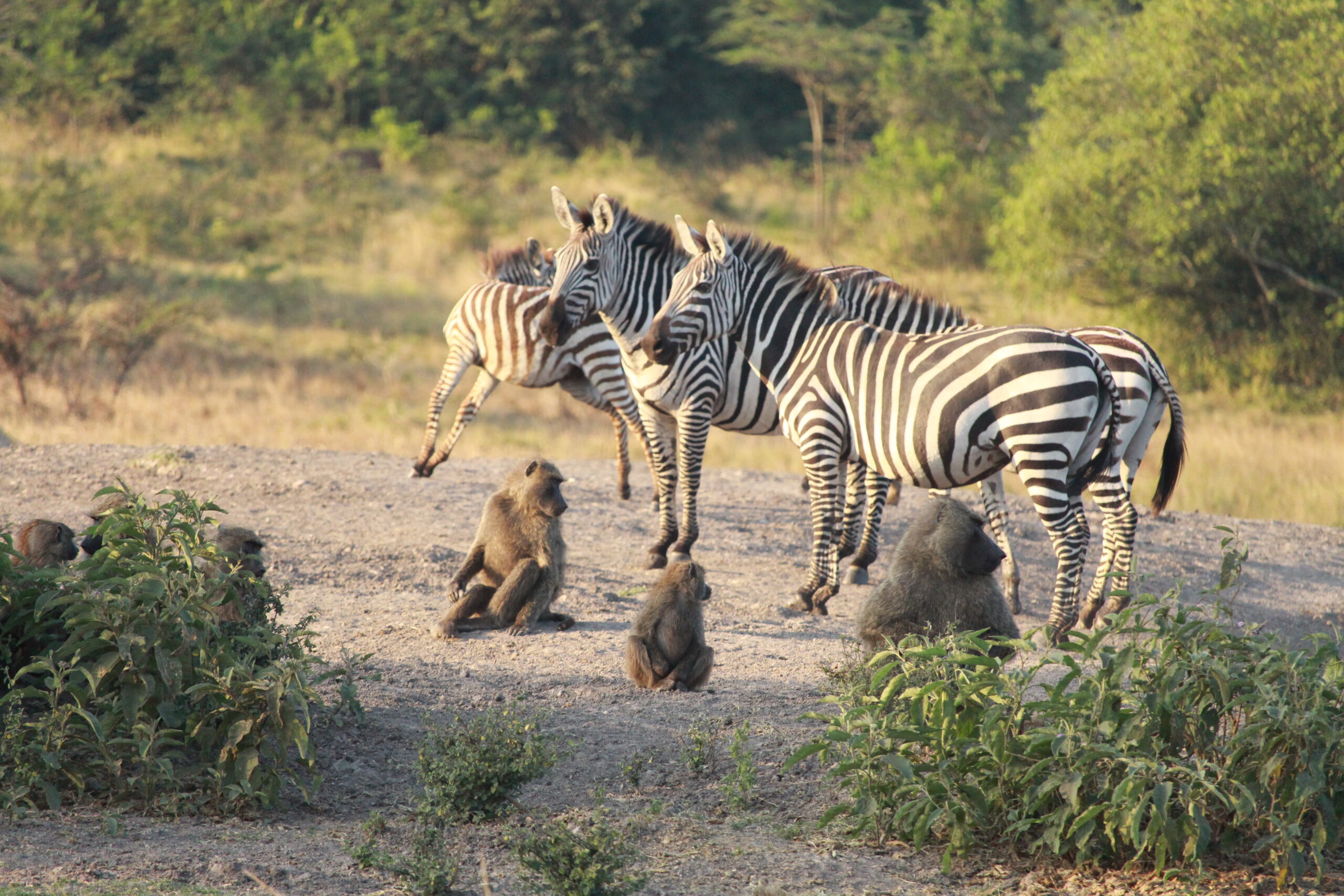 Uganda safari experience