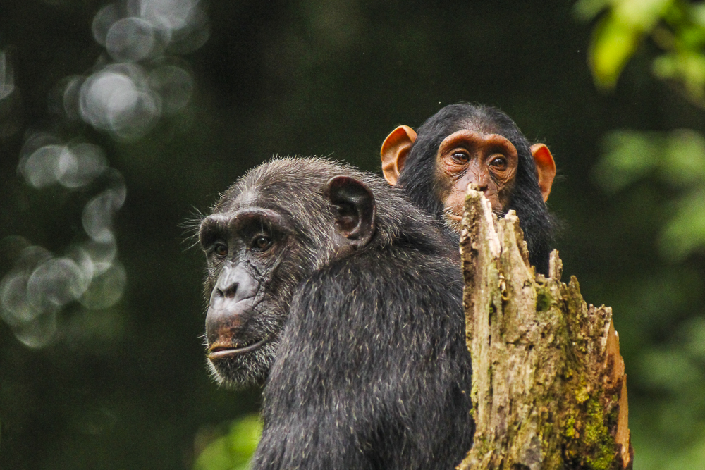 2 Days Chimpanzee Tracking Budongo Forest