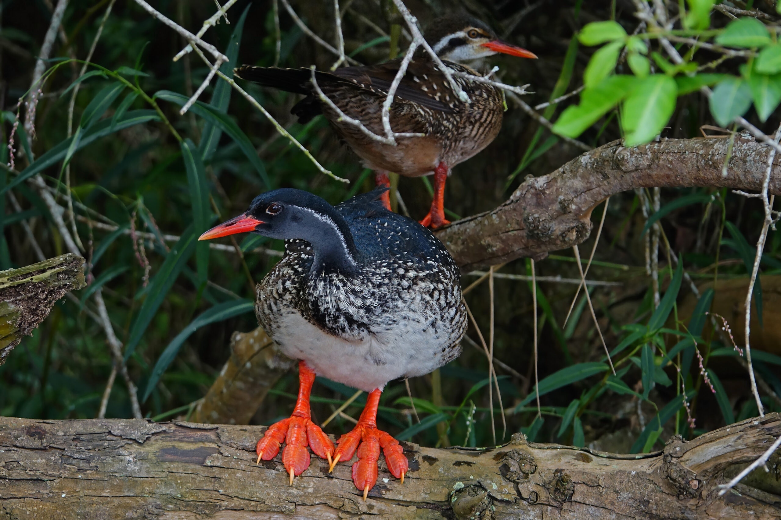 African wildlife and bird watching
