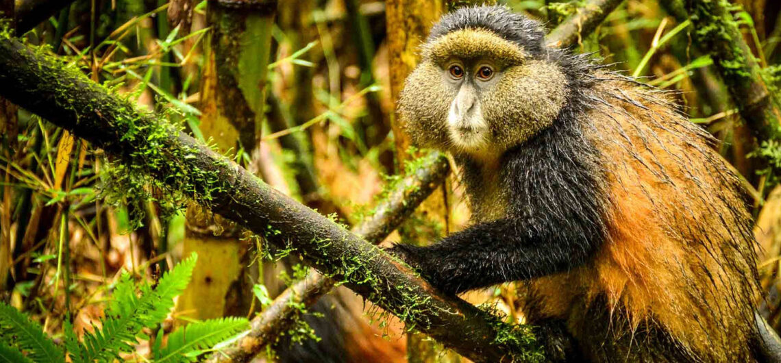Golden monkey trekking in Uganda and Rwanda