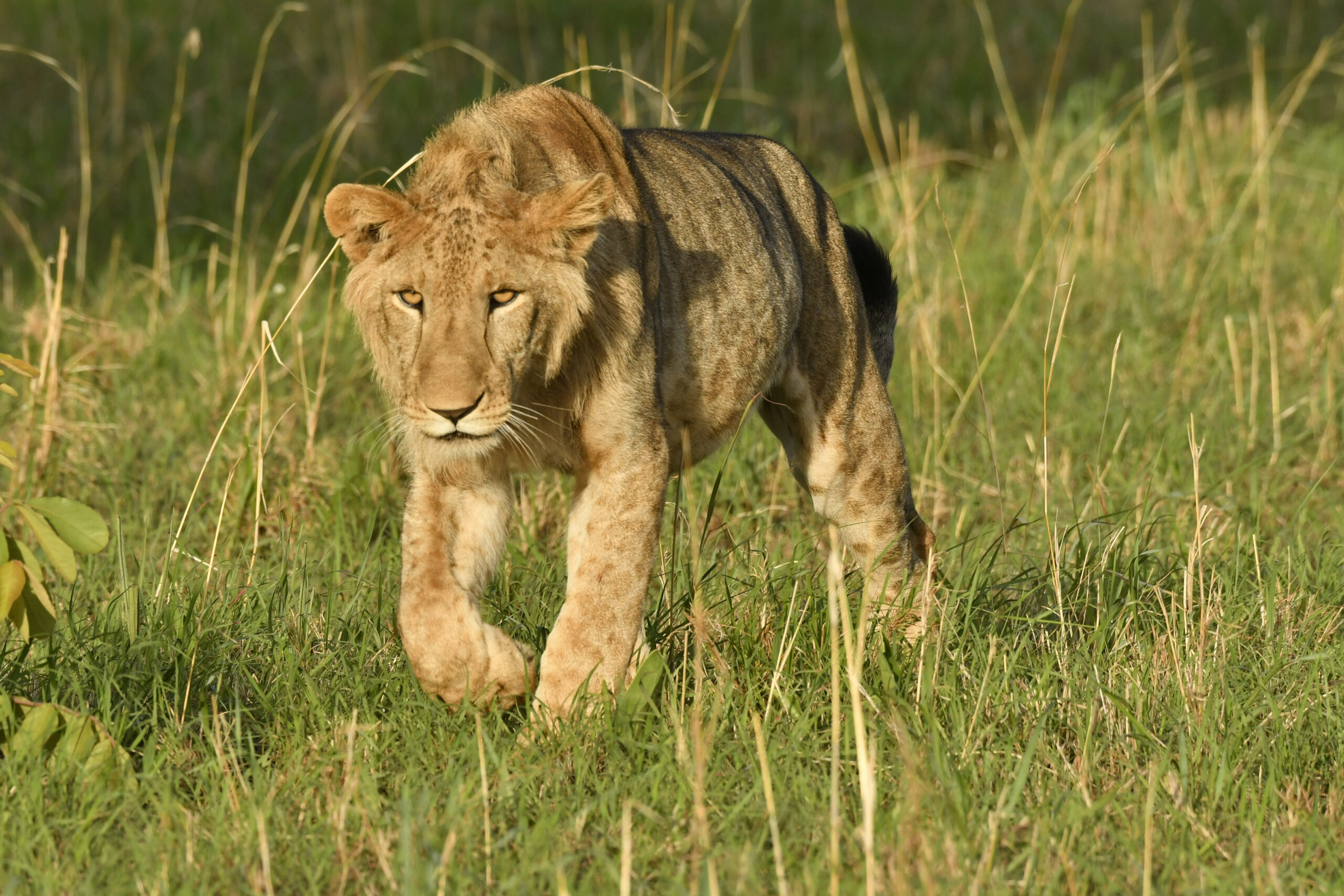 Kidepo Valley National Park safari experience