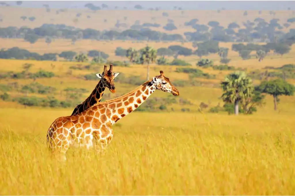 Rwanda Uganda safari wildlife