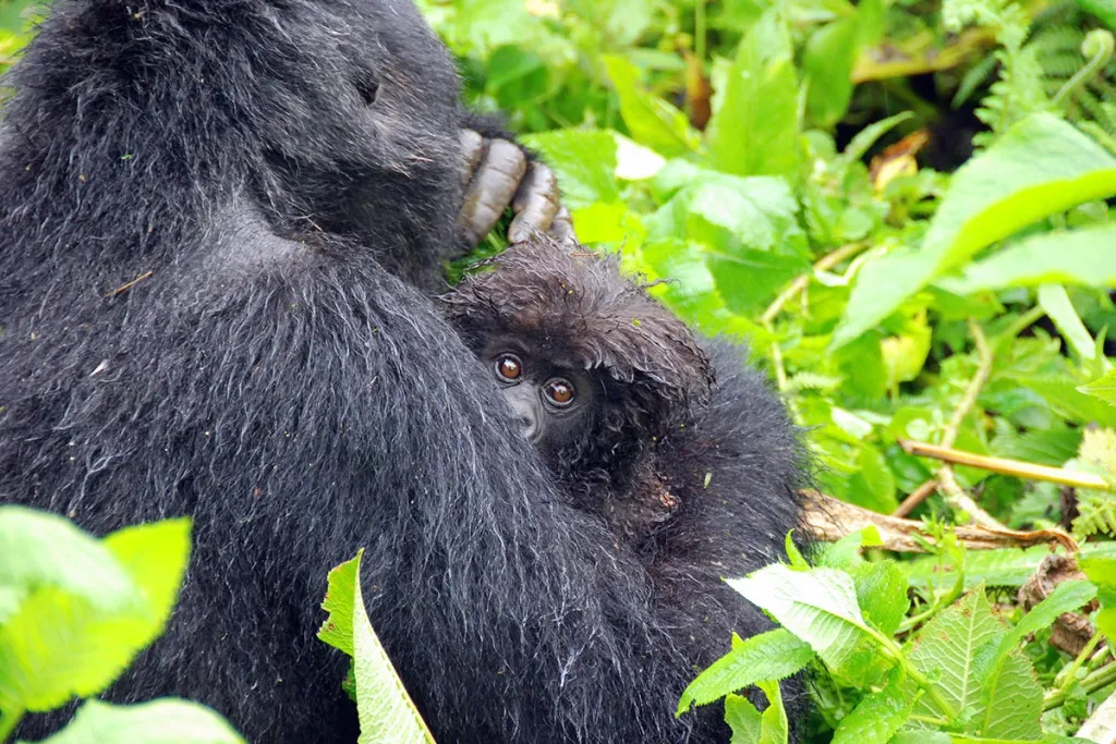 Uganda gorilla trekking safari