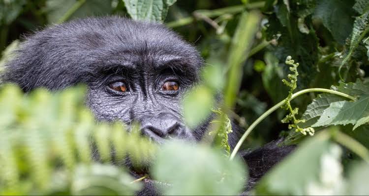 Bwindi mountain gorilla trekking Uganda