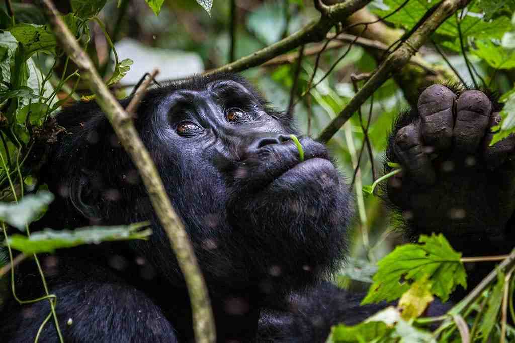 Bwindi Impenetrable National Park Uganda