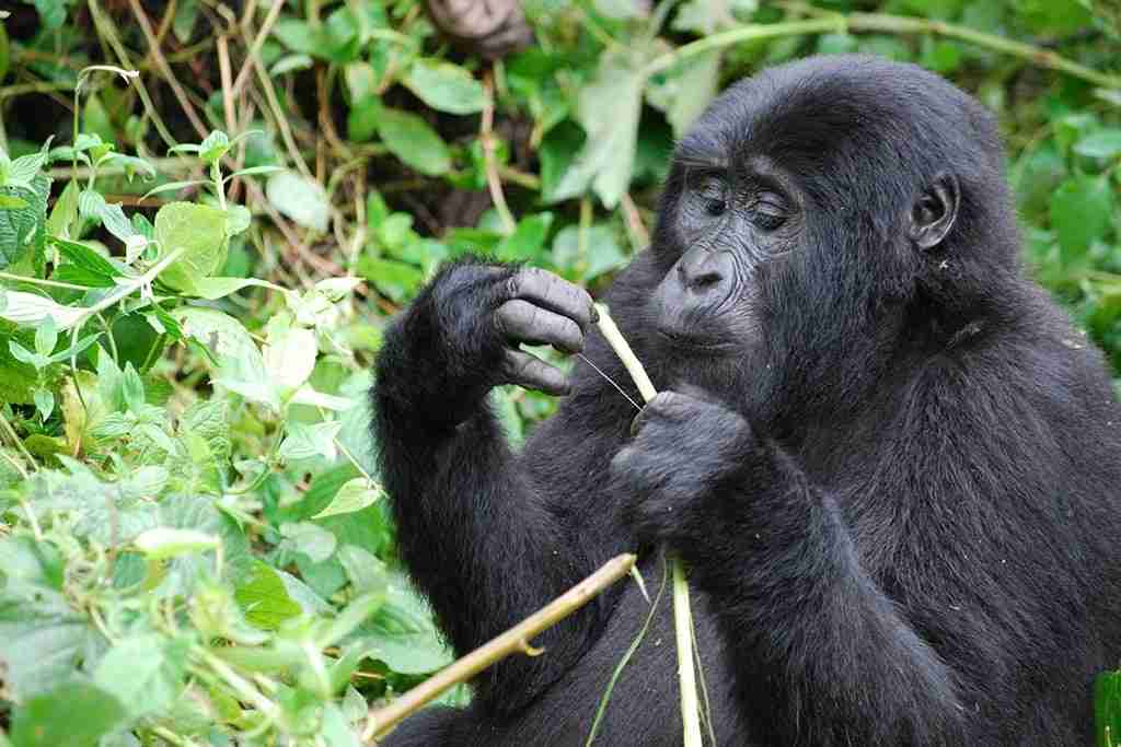 Volcanoes National Park Rwanda
