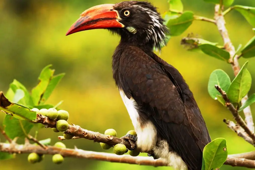 Bird Safaris in Uganda