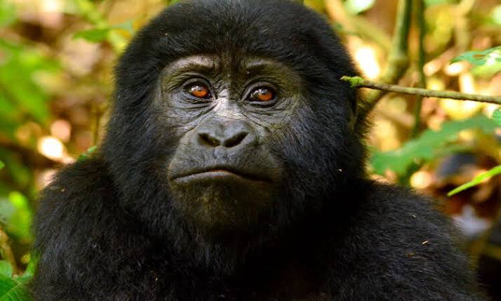 Bwindi forest Uganda gorilla trekking