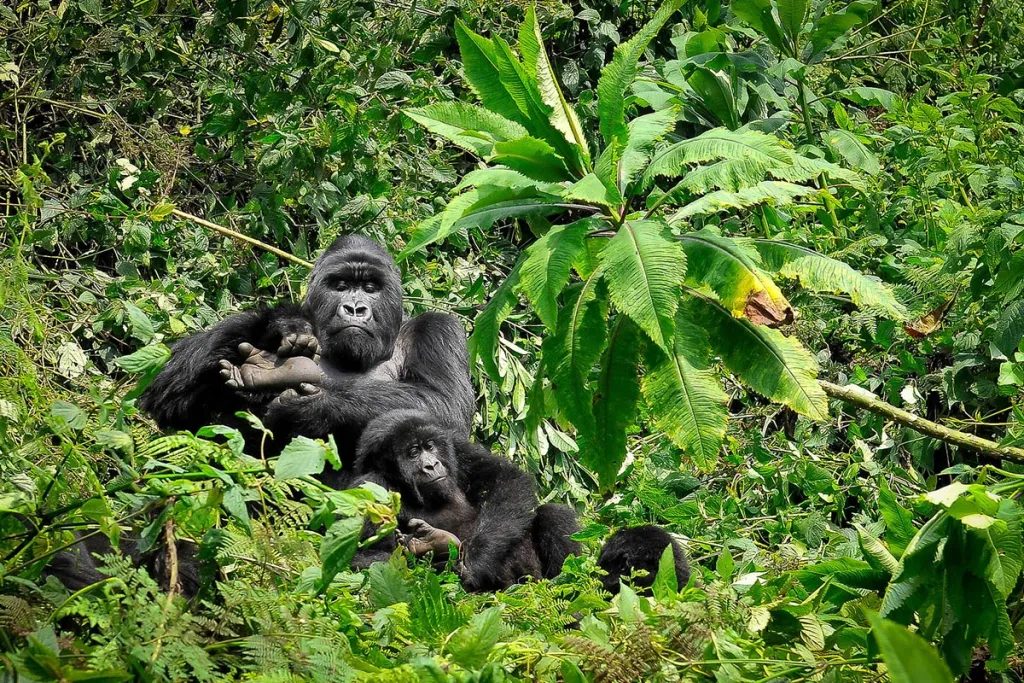Rwanda gorilla trekking safari in Volcanoes National Park