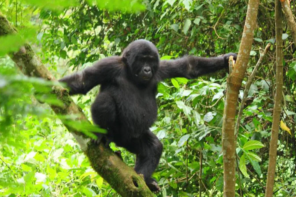 Rwanda double gorilla tracking safari