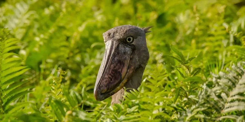 African wildlife and bird watching