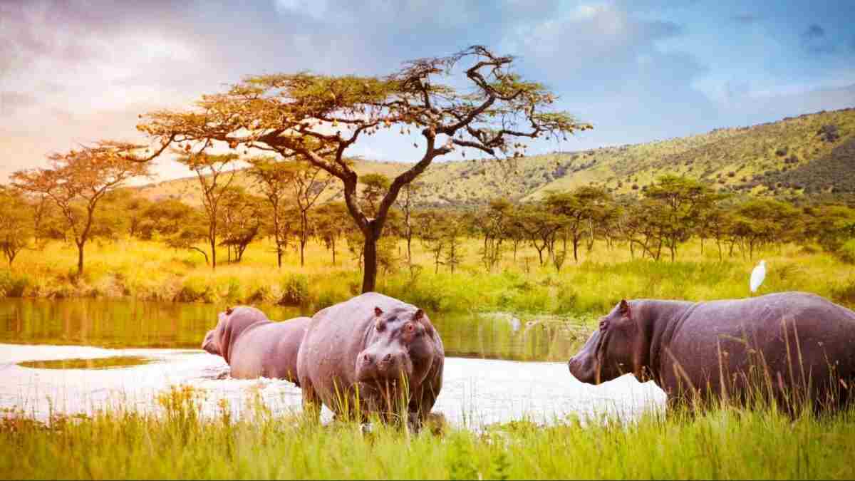 Akagera National Park Rwanda