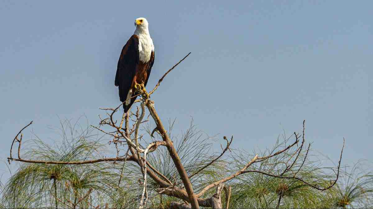 Bird Safaris in Rwanda