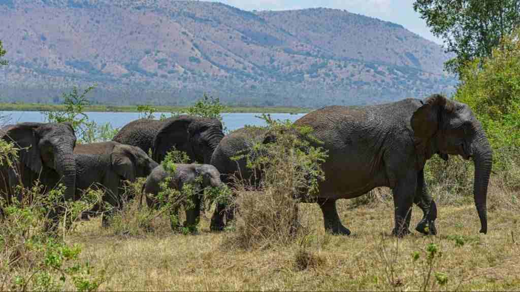 Elephant in Akagera National Park Rwanda