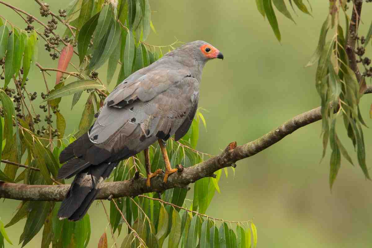 Uganda wildlife and birding safari
