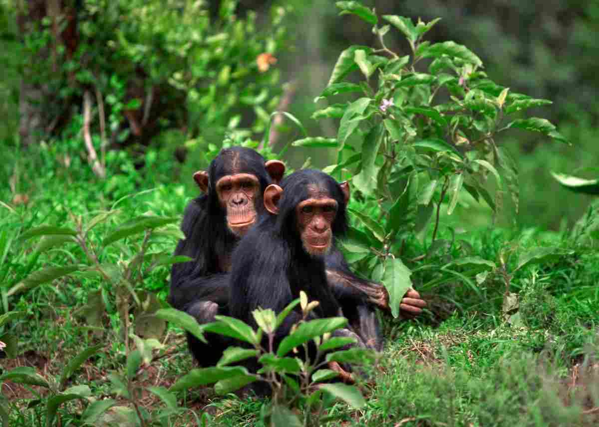 Tropical forest in Uganda