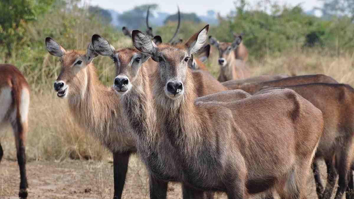 Queen Elizabeth National Park Uganda