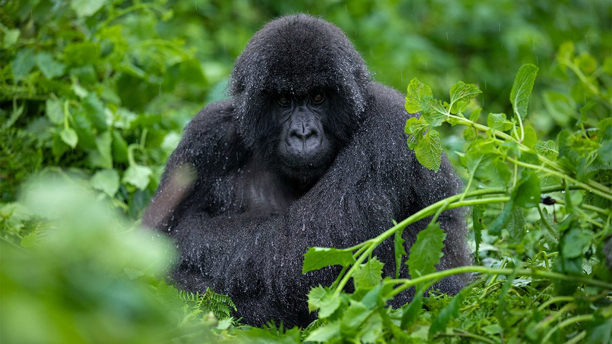 Bwindi Impenetrable Forest Uganda