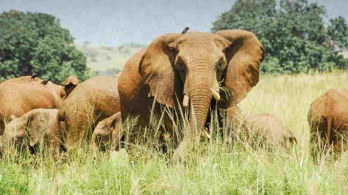 Kidepo Valley National Park Uganda