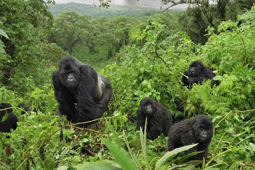 Rwanda mountain gorilla trekking safari