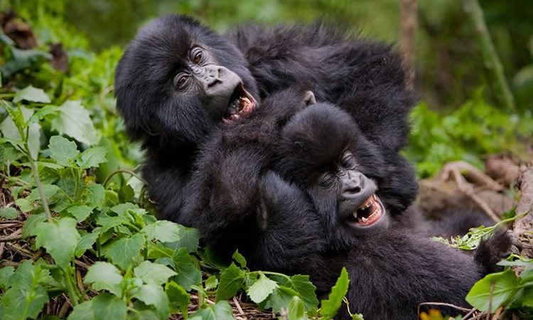 Mountain gorilla in Bwindi Impenetrable National Park Uganda