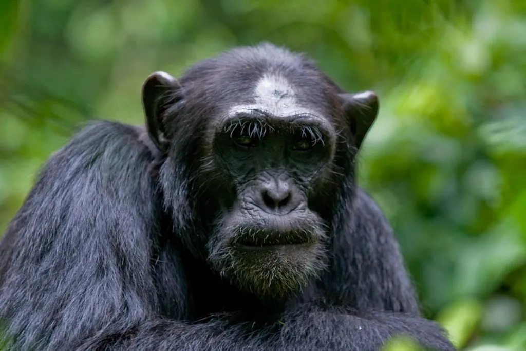 Uganda wildlife boat safari