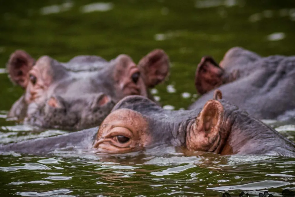 Uganda wildlife safari