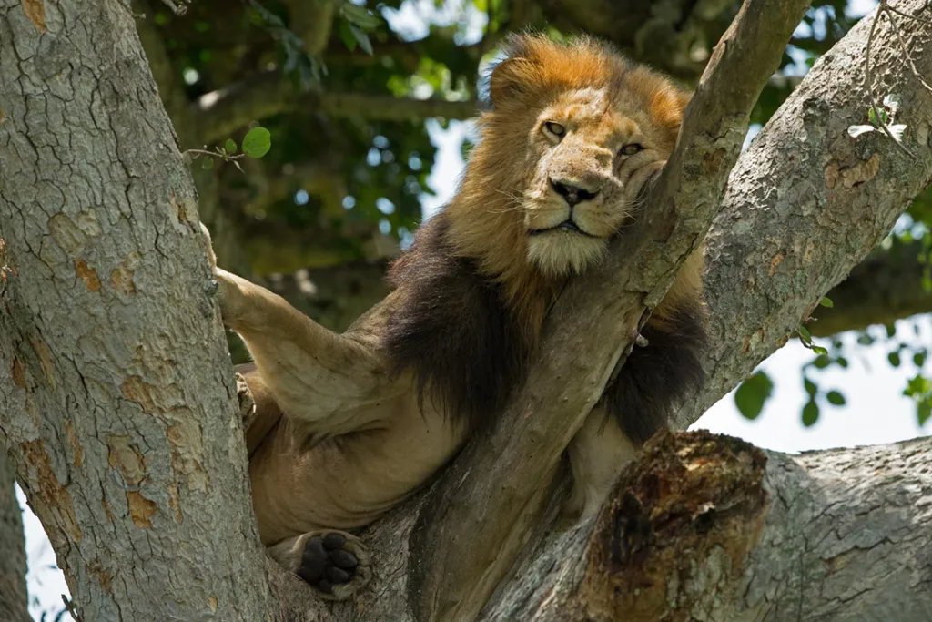 Queen Elizabeth National Park wildlife safari