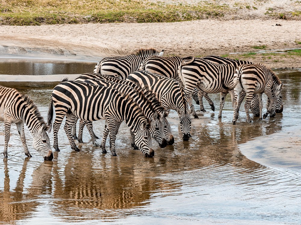 11 Days Safari Trip Tanzania and Zanzibar