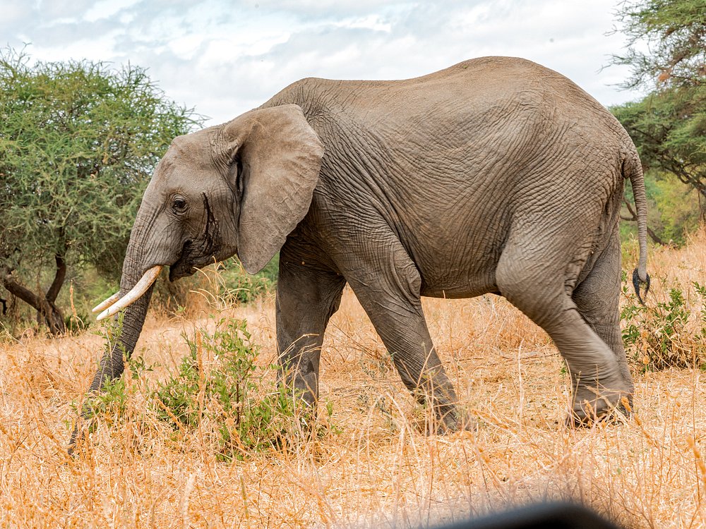 15 Days Tanzania Safari and Zanzibar trip