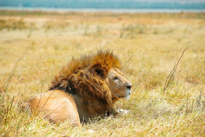 4 Day Tanzania Safari Extension