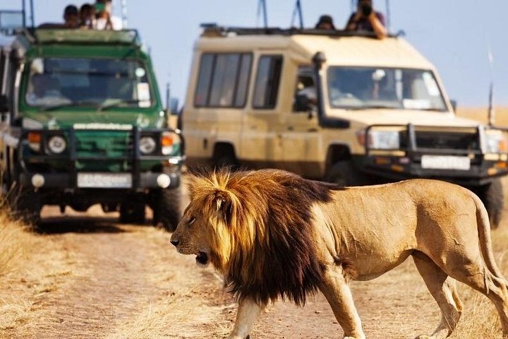 Masai Mara wildlife safari in Kenya
