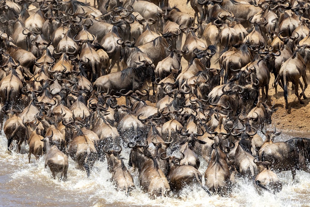 Tanzania safari and African savannah