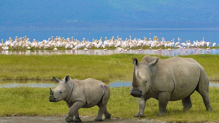 Kenya wildlife safari on the 7-Day Best of Kenya Budget Safari
