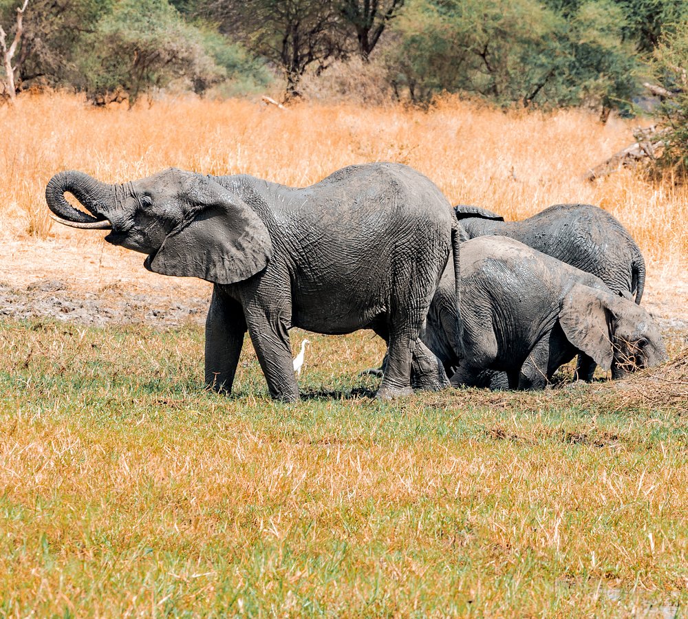 8 Days Tanzania Holiday safari