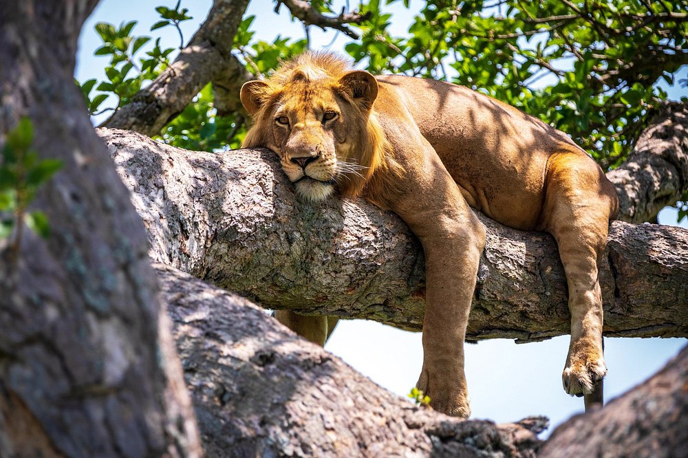 9 Days Safari Vacation Tanzania wildlife adventure