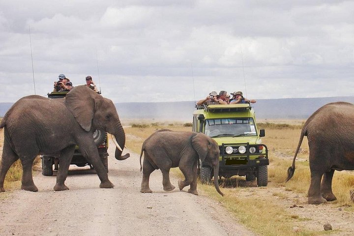 Tsavo and Amboseli national parks safari