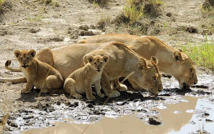 Masai Mara savannah and wildlife in Kenya