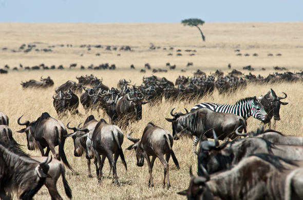 Wildebeest migration across the Masai Mara